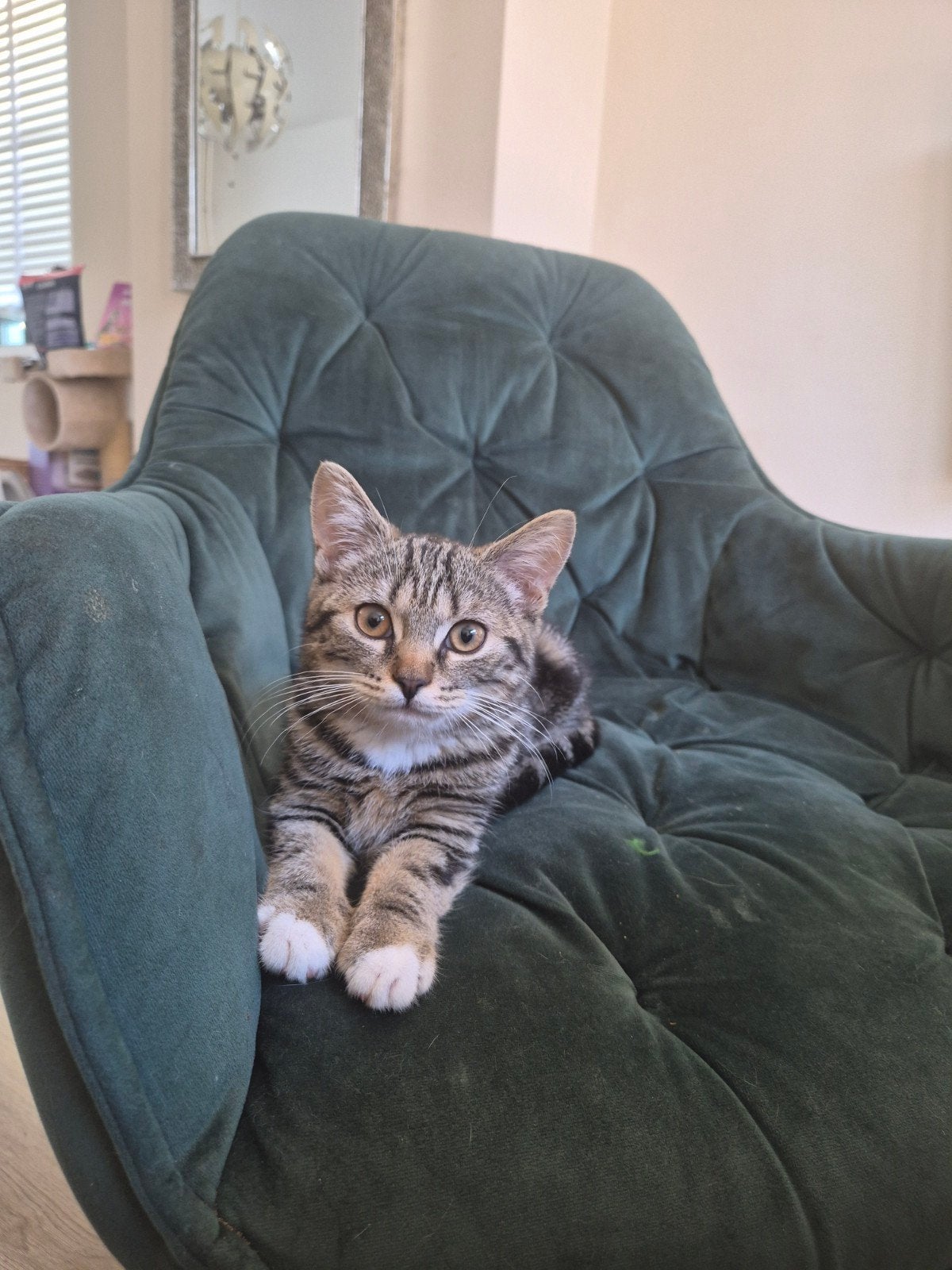 britse korthaar kitten half Europese korthaar, Poes, 0 tot 2 jaar