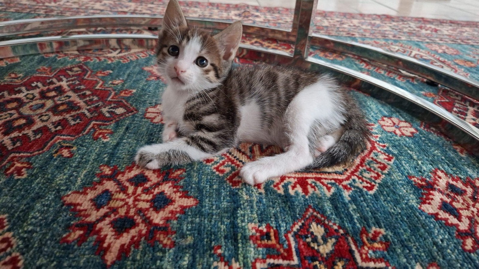 Europese korthaar kittens, Kater