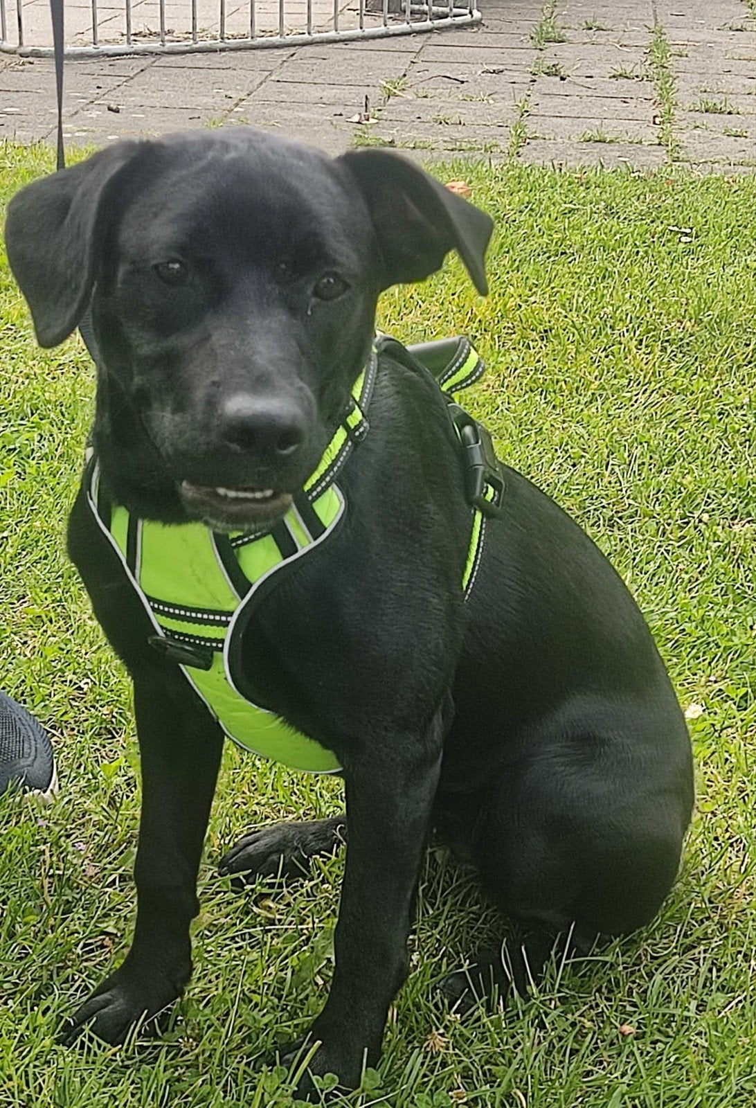 Ter adoptie Marley, Dieren en Toebehoren, Honden | Niet-rashonden, België, Particulier, 15 weken tot 1 jaar, Teef