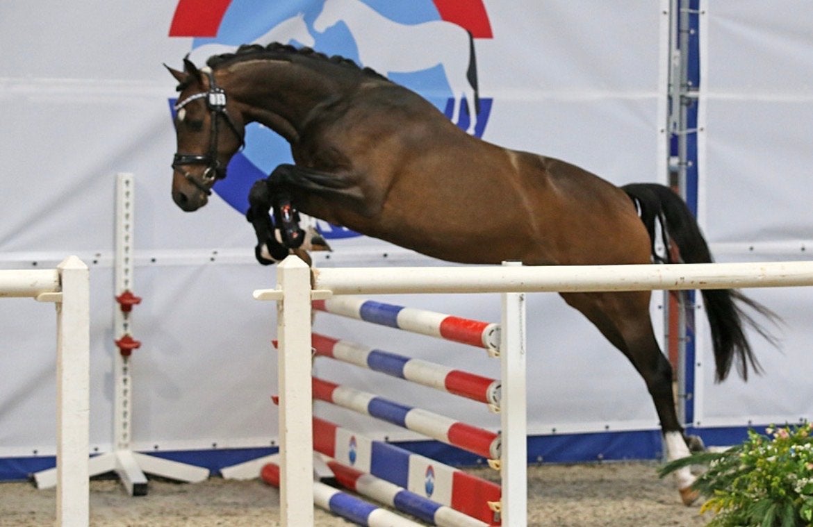 Superknappe getalenteerde 5 jarige D-pony ruin, Dieren en Toebehoren, Ruin, Dressuurpony, 3 tot 6 jaar, D pony (1.37m tot 1.48m)