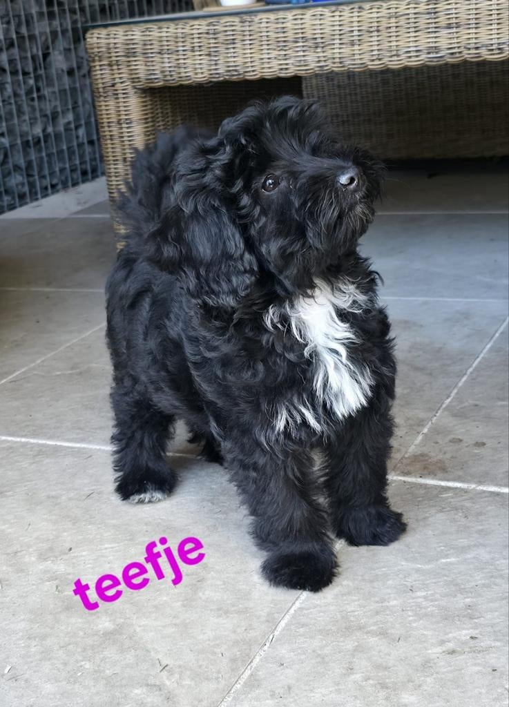 💙🩷 mooie kleine doodl pups mogen verhuizen 💙🩷, Dieren en Toebehoren, Honden | Chihuahua's en Gezelschapshonden, Parvo, Overige rassen