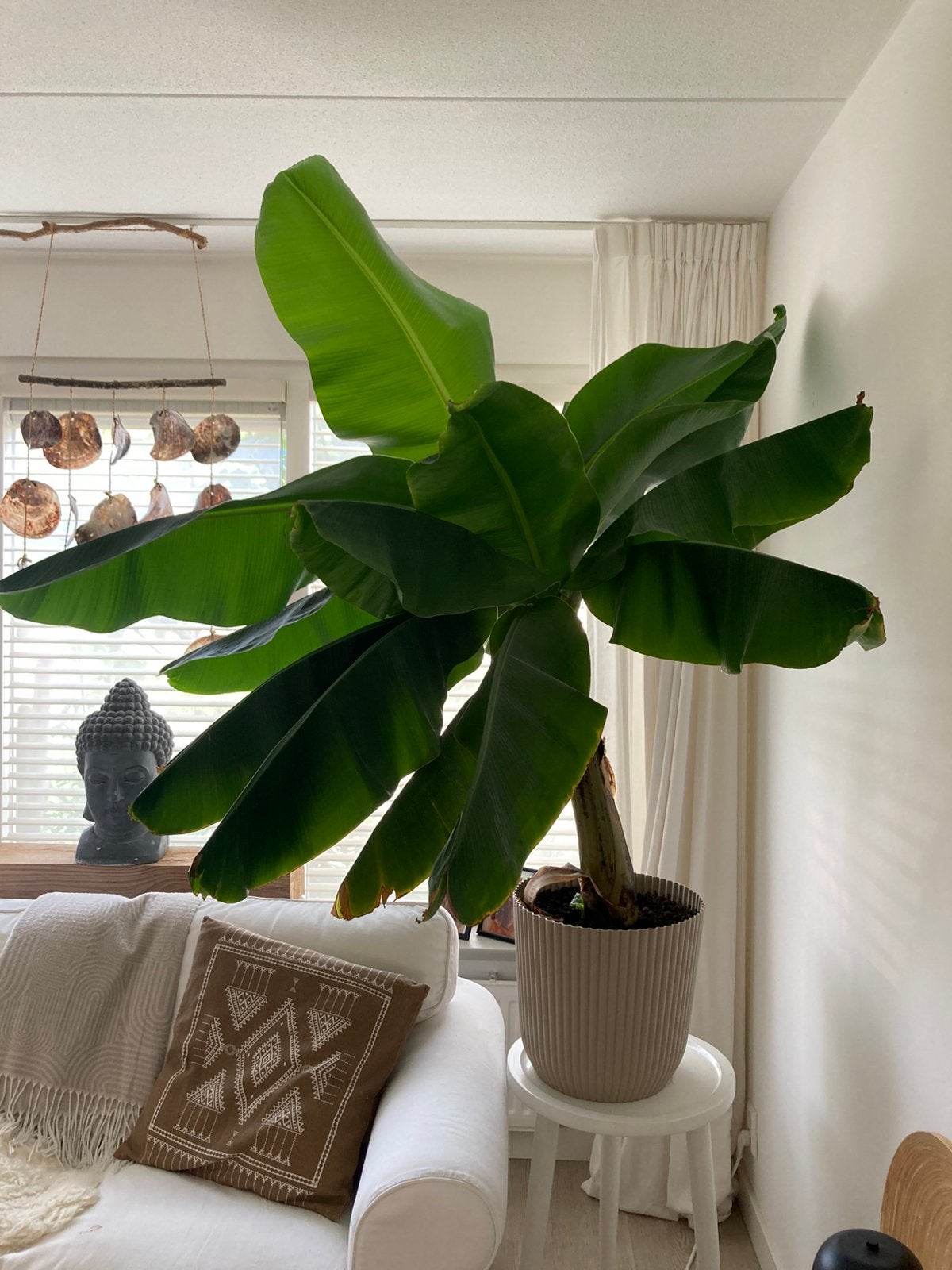 Bananen plant Musa wegens ruimte gebrek te koop, Ophalen, Palm, Halfschaduw, 200 cm of meer