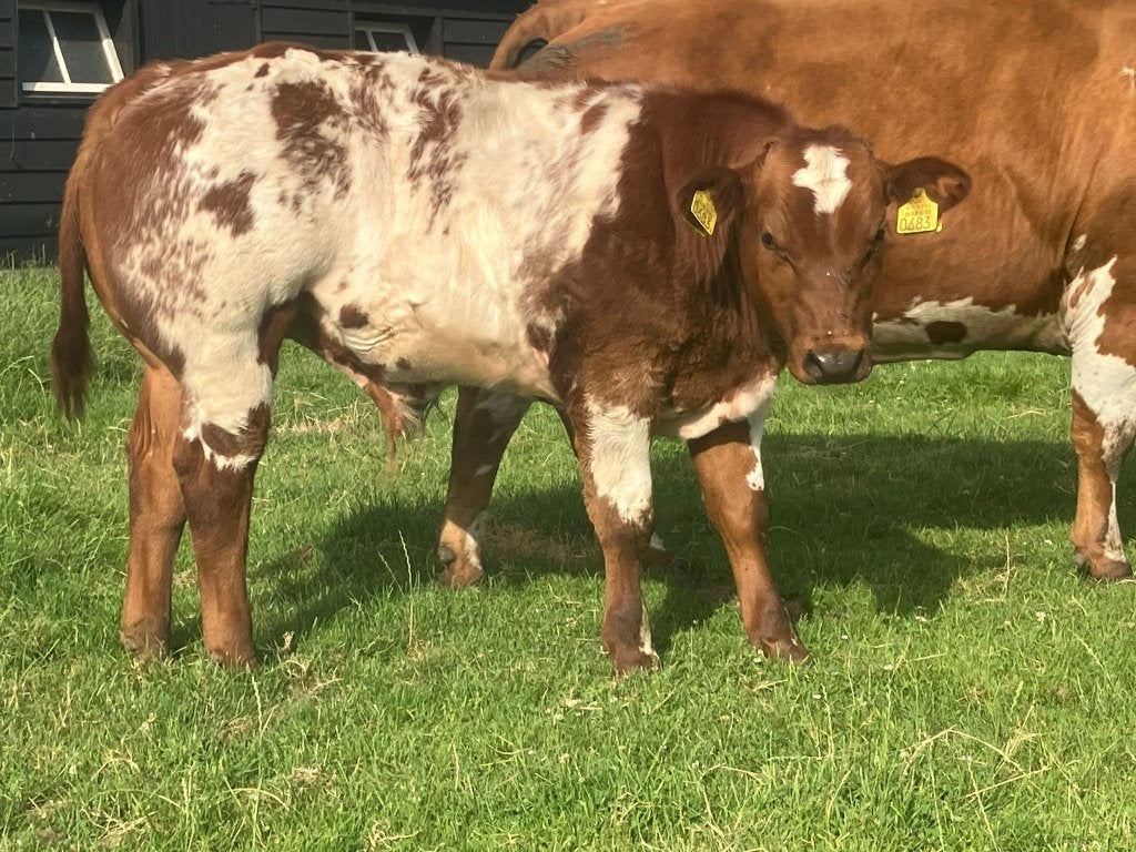 Dikbil stier kalveren, Dieren en Toebehoren, Runderen, Mannelijk, 0 tot 2 jaar