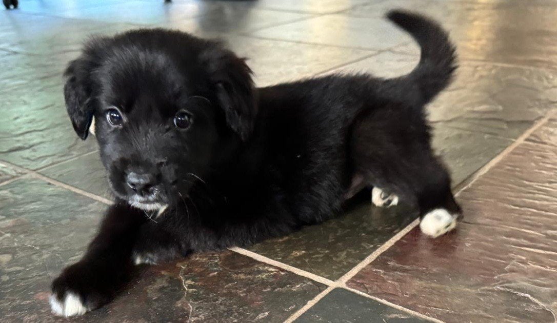 border collie golden retriever pup, Golden retriever, HCC (leverziekte), 8 tot 15 weken, Meerdere