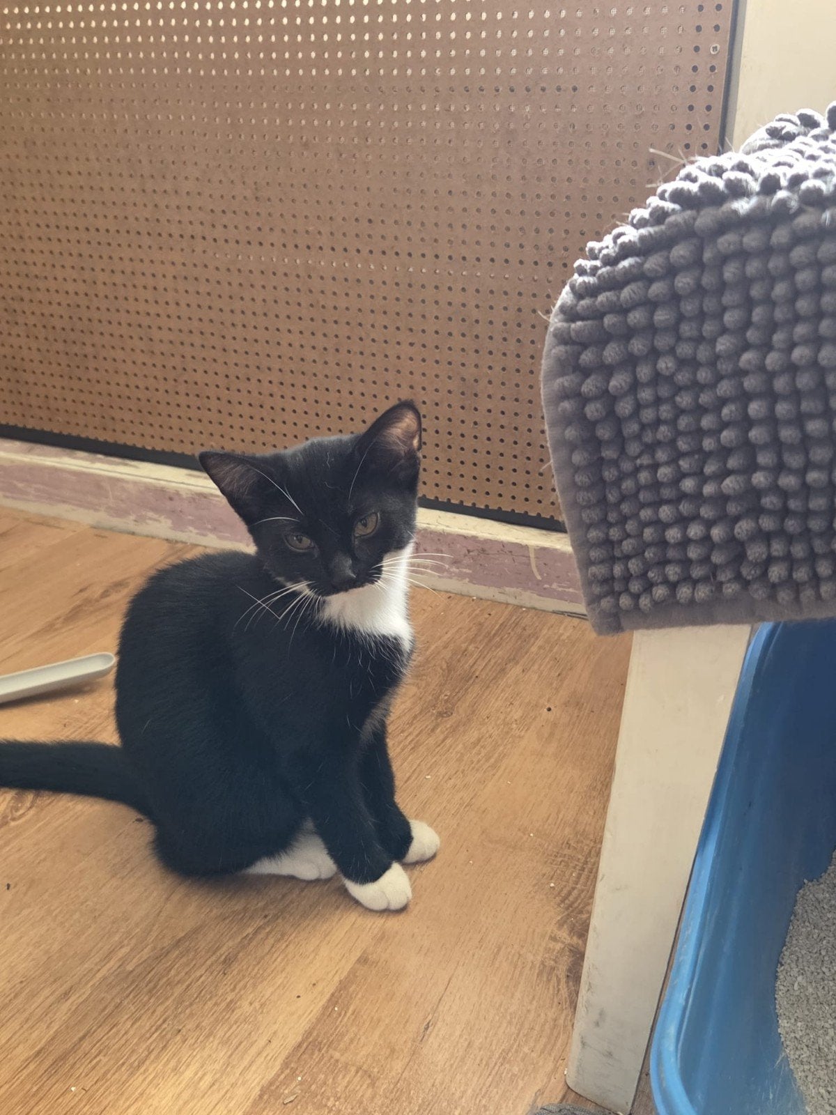 3 kittens meiden, Meerdere dieren