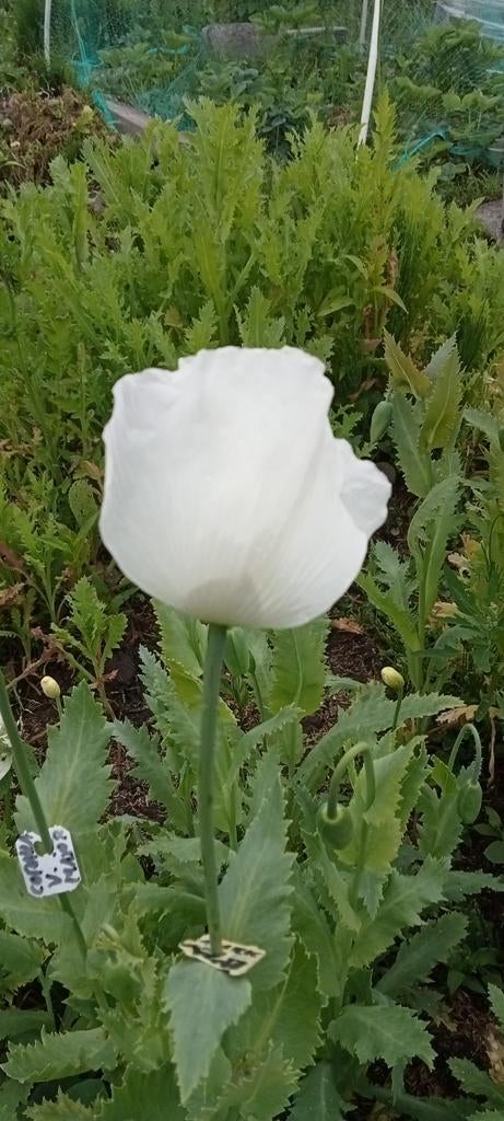 Papaver somniferum Turkish With - Slaapbol zaden, Tuin en Terras, Bloembollen en Zaden, Ophalen of Verzenden, Voorjaar, Volle zon