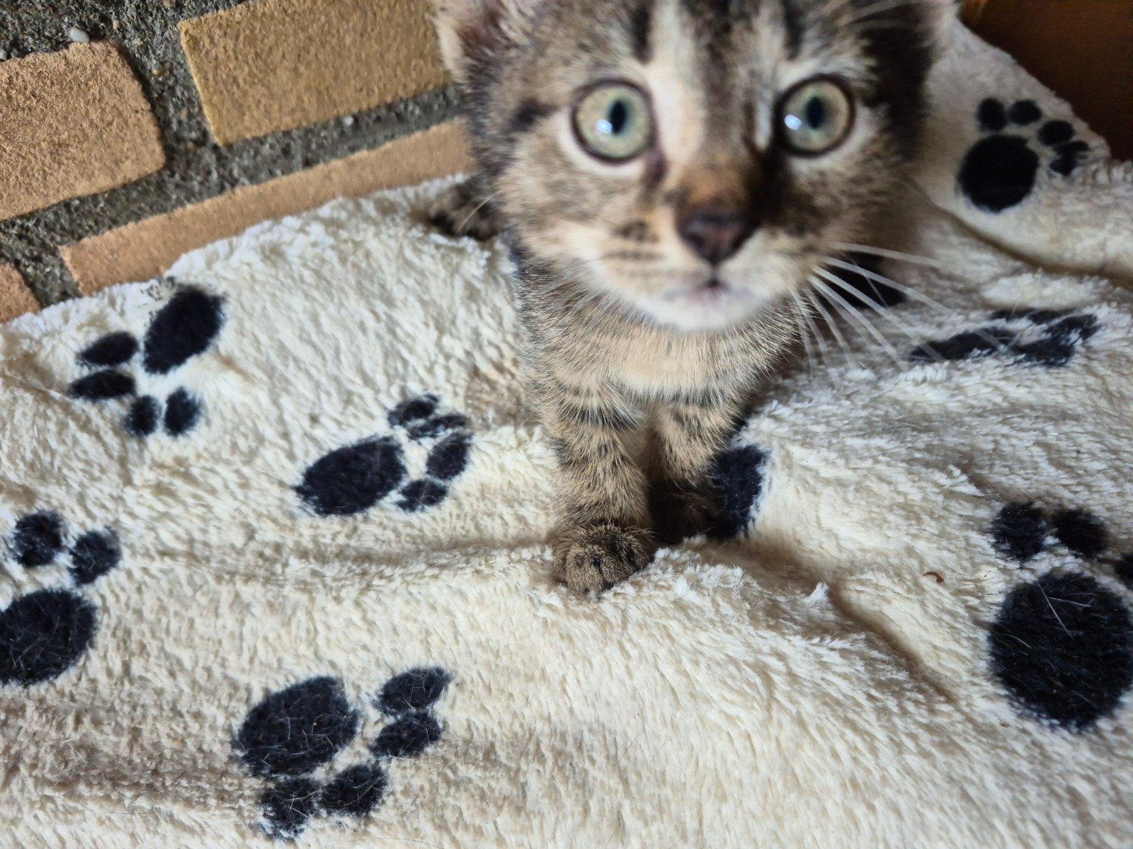 Leuke kittens, Dieren en Toebehoren, Katten en Kittens | Overige Katten, Meerdere dieren