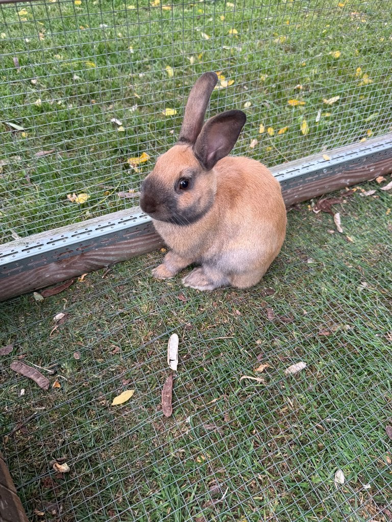 Konijnen, Dieren en Toebehoren, Konijnen, Mannelijk, Middelgroot, 0 tot 2 jaar