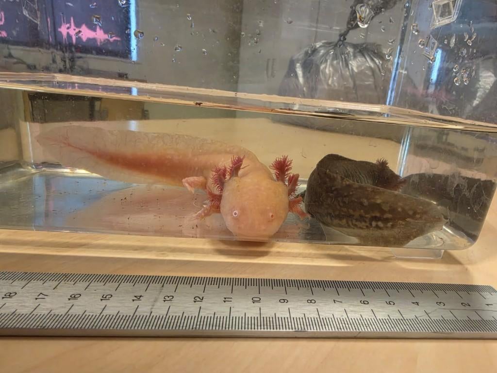 Axolotl (albino en wild), Dieren en Toebehoren, Reptielen en Amfibieën, Amfibie, 0 tot 2 jaar, Tam