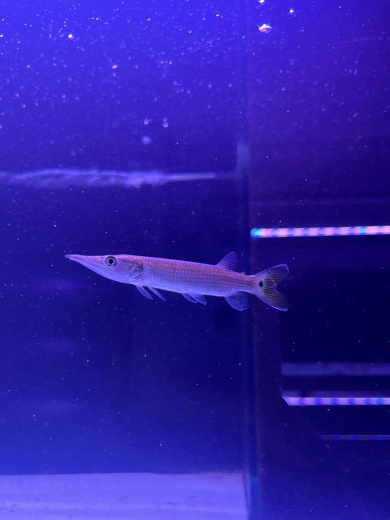 Ctenolucius hujeta, Vis