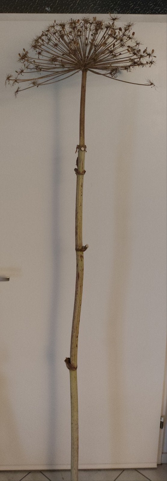 Berenklauwen gedroogd, Ophalen