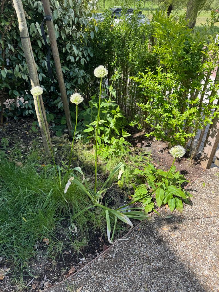 Mount Everest plant (Allium 'Mount Everest'), Tuin en Terras, Planten | Fruitbomen, Ophalen, Lente