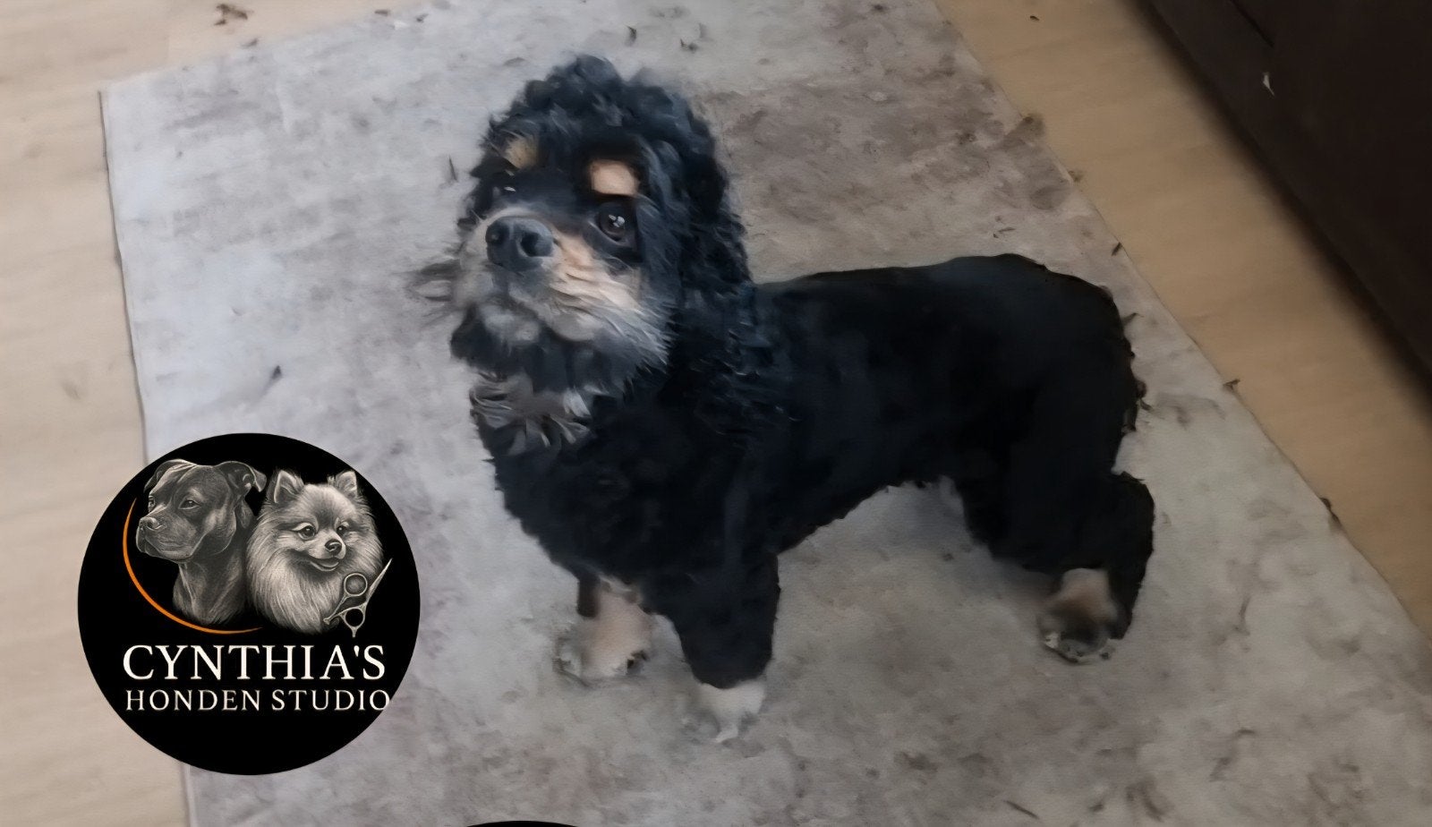 Honden boomer maltezer doodle trimmer hondenkapper, Ophalen