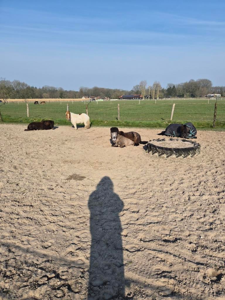 Pensionplekje aangeboden, Weidegang