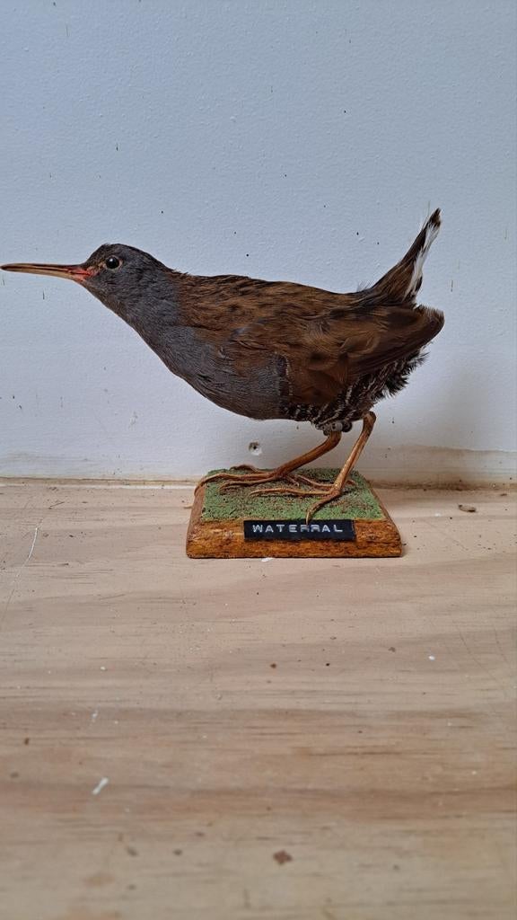 Opgezette vogel Waterral Nieuwstaat Geringd., Verzamelen, Dierenverzamelingen, Ophalen of Verzenden, Zo goed als nieuw, Vogel