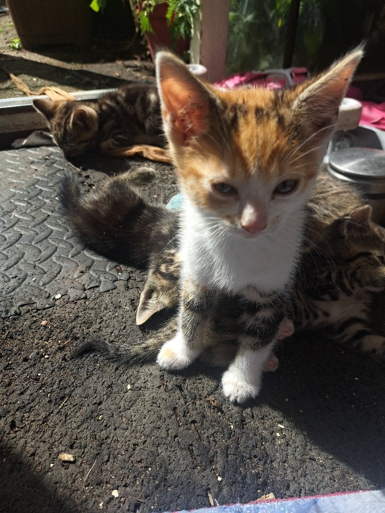 Kittens, Dieren en Toebehoren, Katten en Kittens | Raskatten | Korthaar, Meerdere dieren, Ontwormd, 0 tot 2 jaar