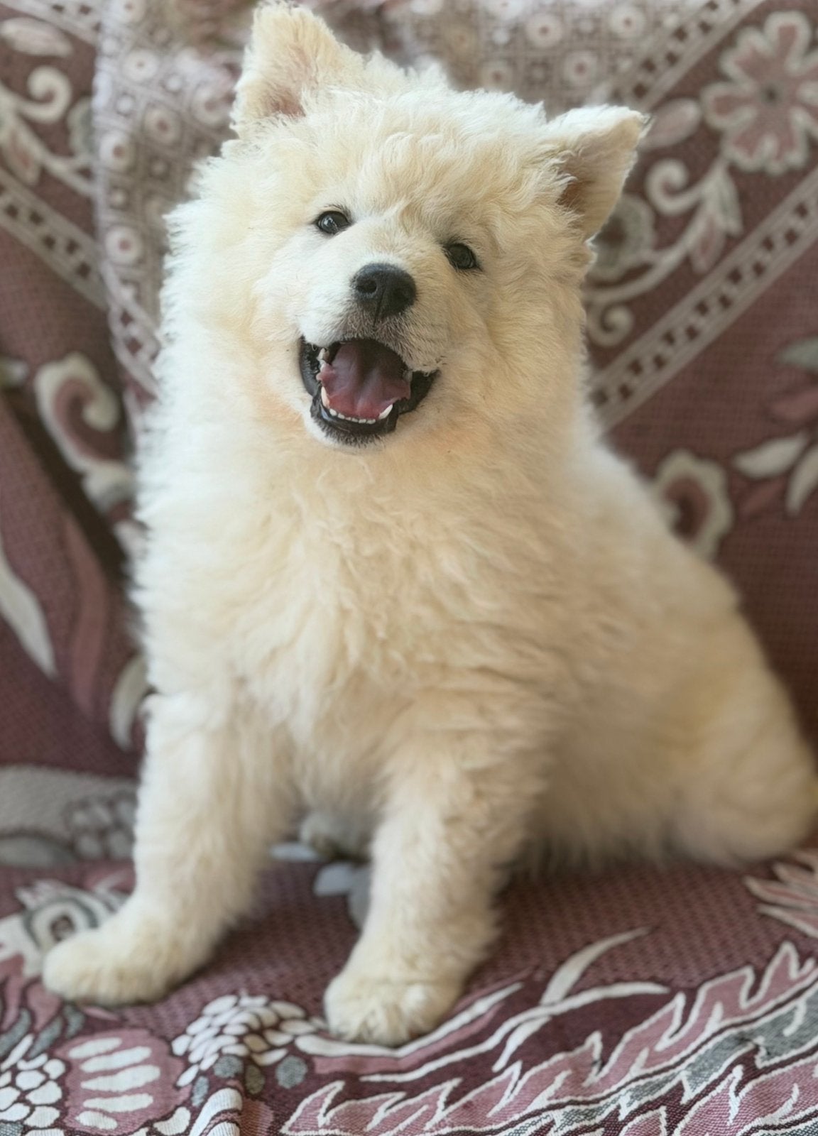 Samojeed puppy, 15 weken tot 1 jaar, Overige rassen, Teef, Eén hond