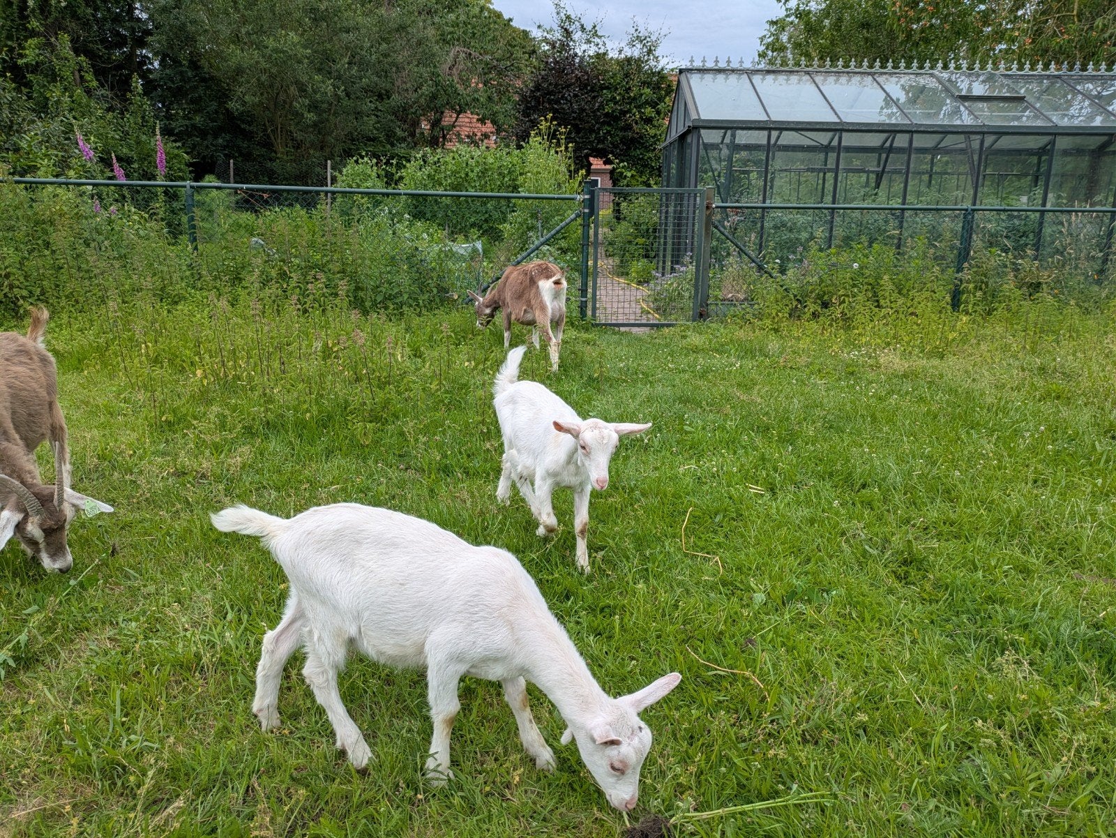 Witte geitlammeren en toggenburger geiten, Vrouwelijk, Geit
