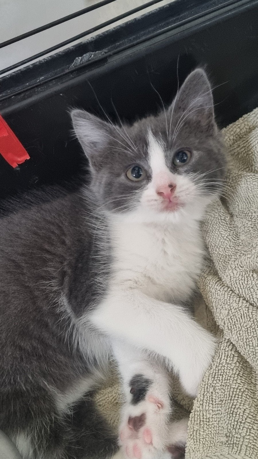 a male and a female cat 6-week-old, Poes