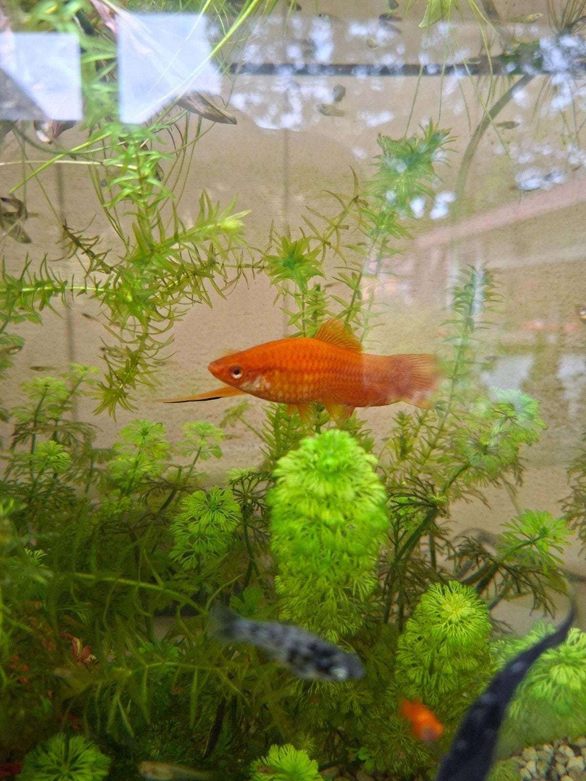 diverse visjes aquarium, Vis