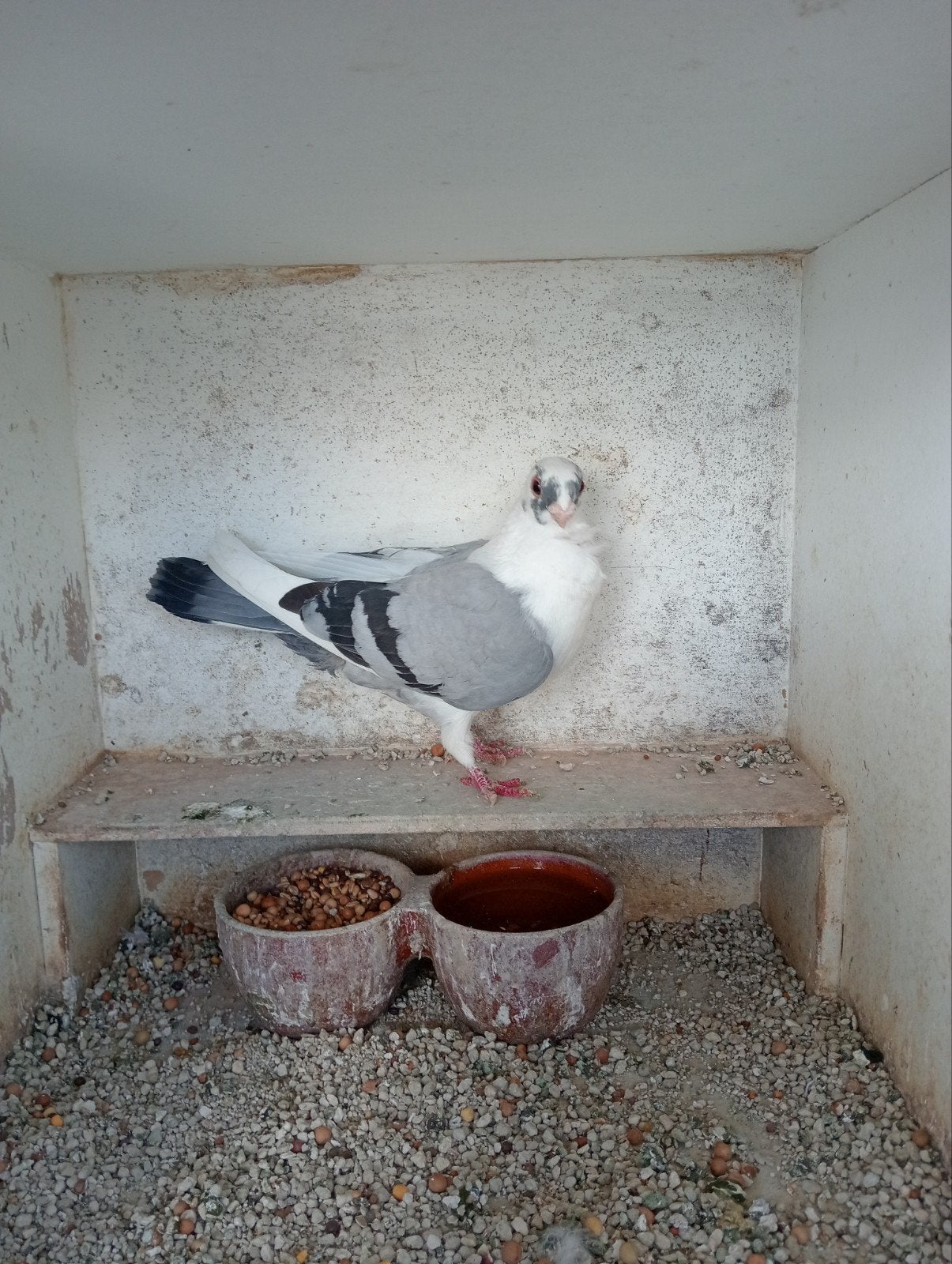 Duif, Dieren en Toebehoren, Vrouwelijk, Kropper