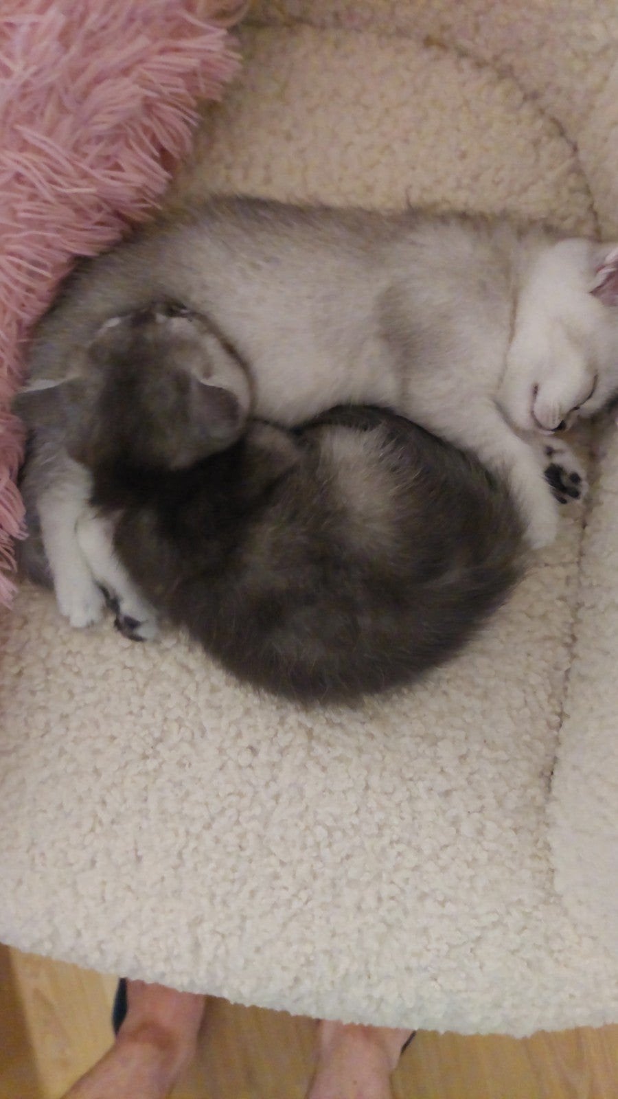 Prachtige Britse kittens te koop ️