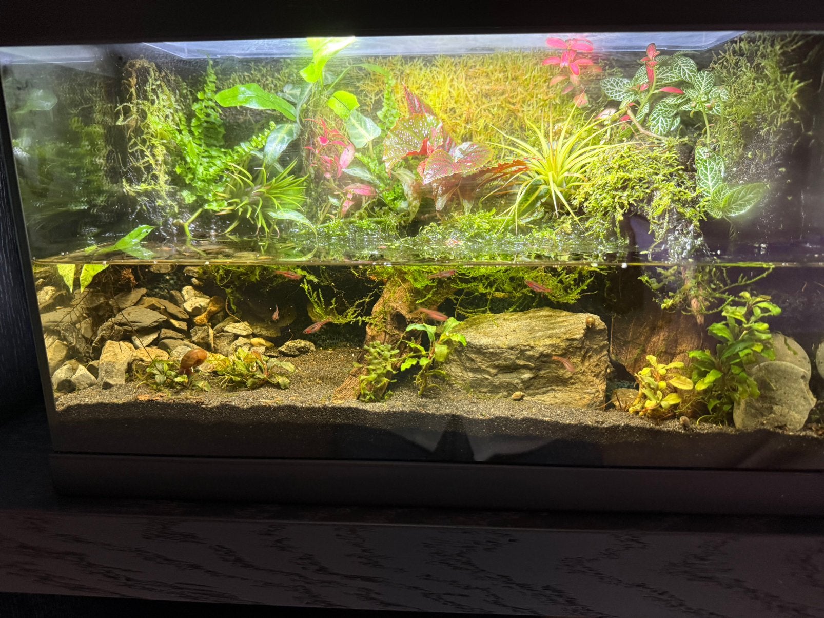 Paludarium met divers plantenbestand, vissen en dieren, Dieren en Toebehoren, Ophalen, Gebruikt, Terrarium of Paludarium
