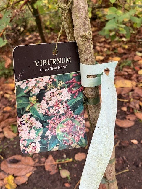 Viburnum tinus ''Eve Prince'' of sneeuwbal, Tuin en Terras, Ophalen, Overige soorten, Struik, 100 tot 250 cm