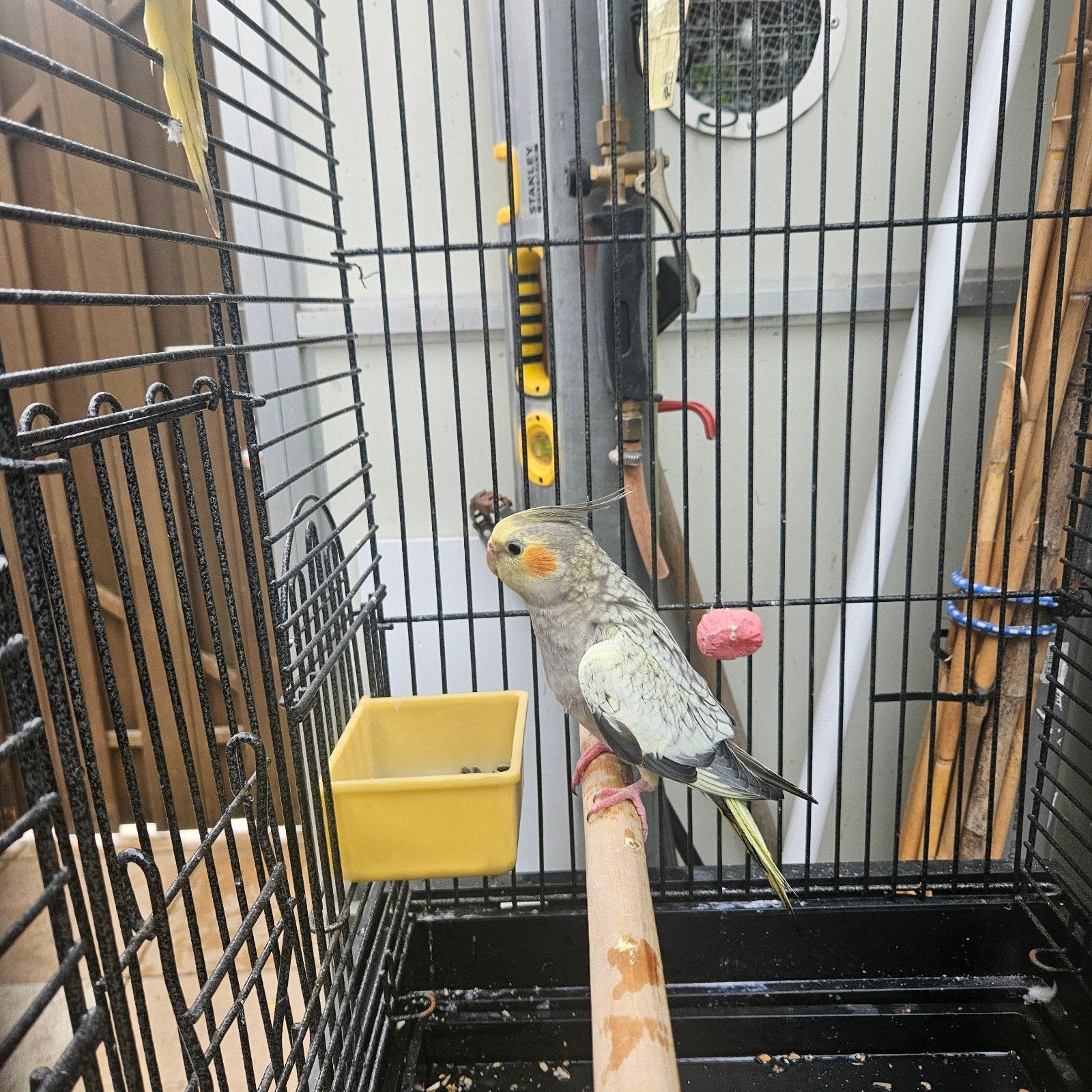 valkparkieten, Dieren en Toebehoren, Vogels | Parkieten en Papegaaien, Vrouwelijk, Parkiet