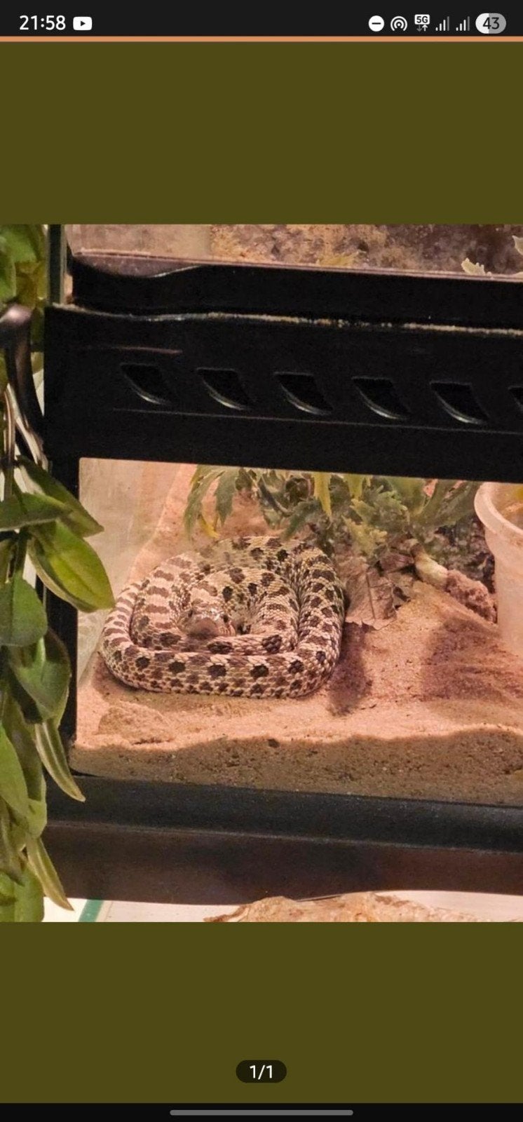 Haakneus slang western hognose Hognose Snake - unknown for sale from T