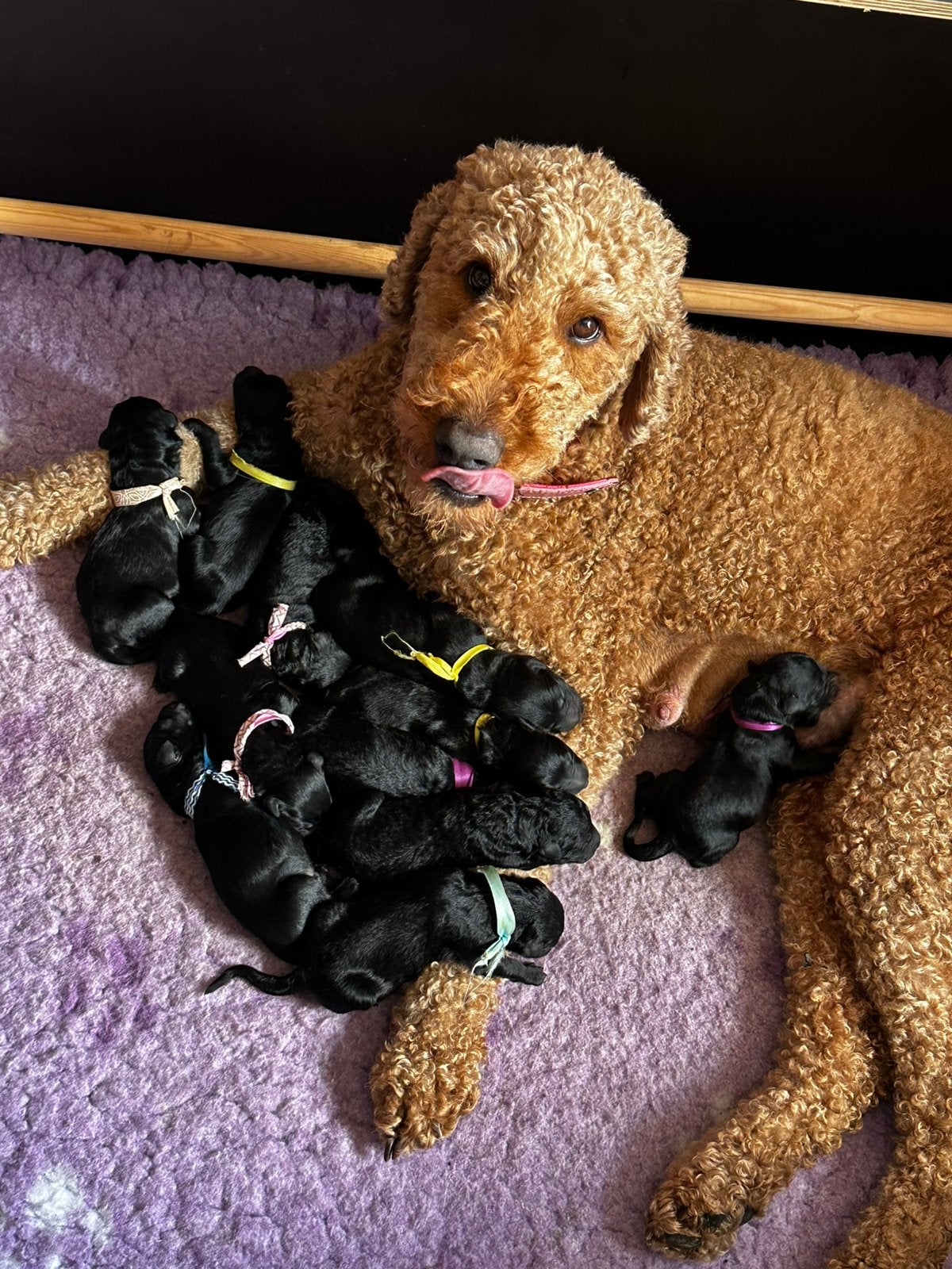 Labradoodle Pups, Dieren en Toebehoren, 8 tot 15 weken, Meerdere, Meerdere dieren, Middel