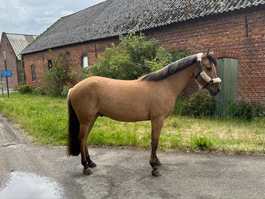 5 jarige alround valk  pony, Ophalen of Verzenden