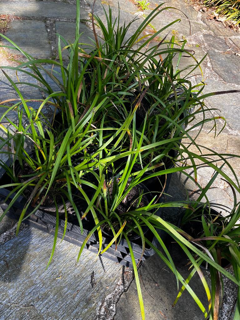 Liriope (Leliegras), Tuin en Terras, Ophalen, Vaste plant, Siergrassen, Halfschaduw