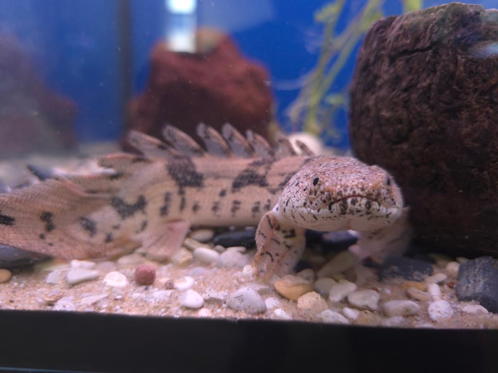 Polypterus Endlichirii, Vis