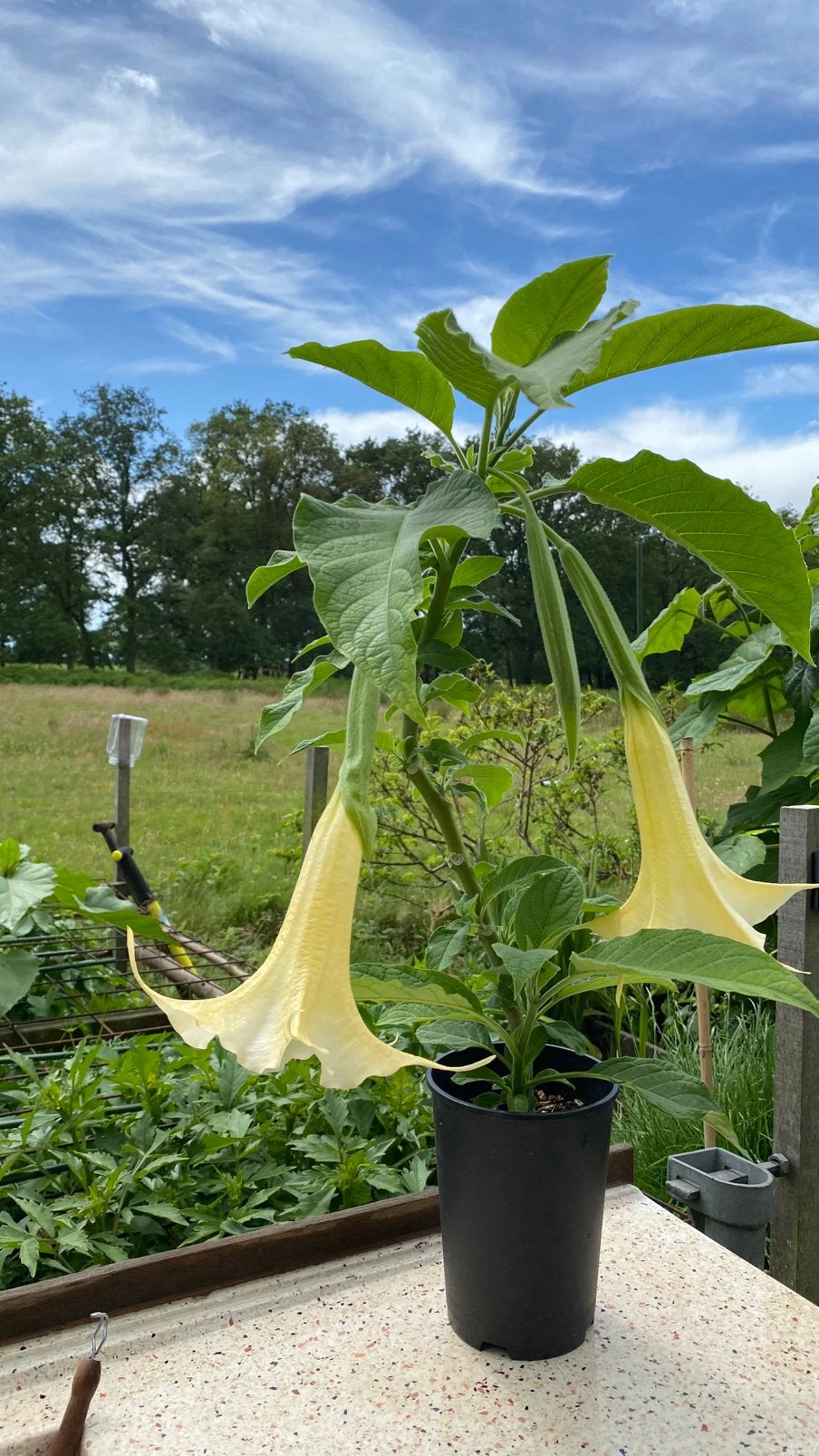 Brugmansia (engelentrompet) – goed gewortelde stek, Ophalen, Overige soorten, Volle zon