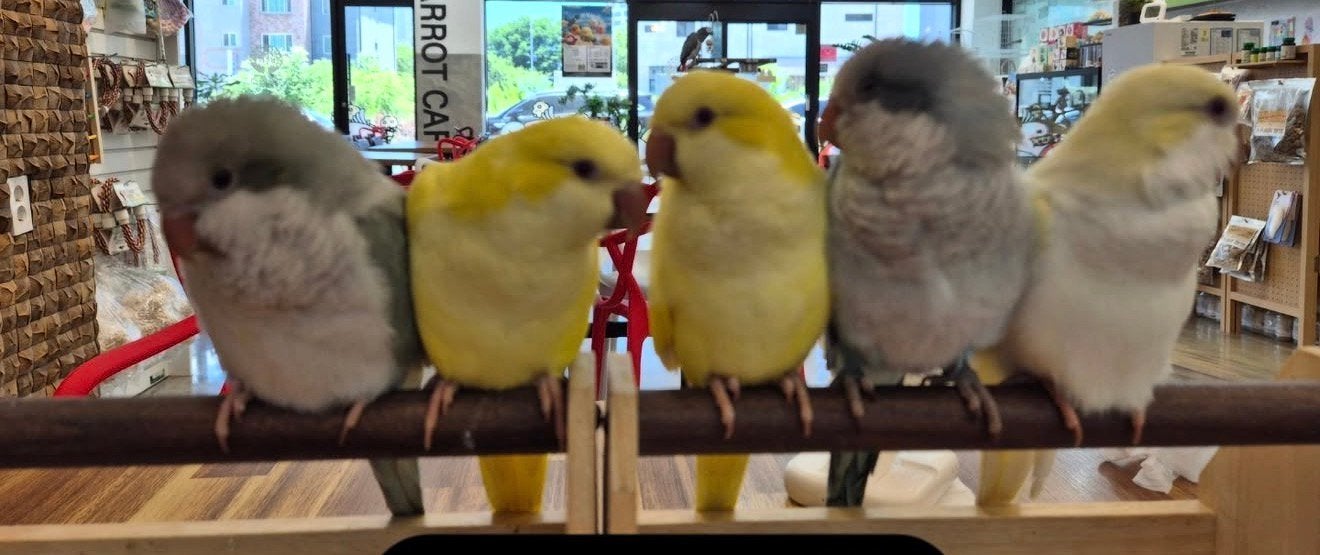 Jonge muisparkieten in diverse kleuren, Dieren en Toebehoren, Vogels | Parkieten en Papegaaien, Meerdere dieren, Parkiet, Pratend