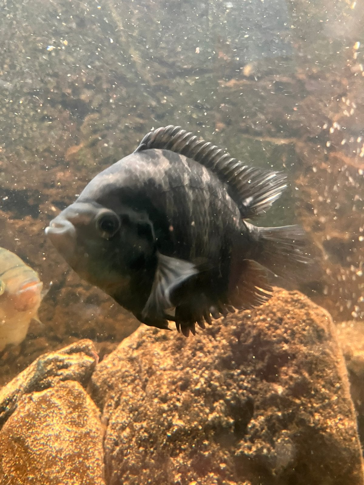 Cichliden archocentrus centrarchus, Dieren en Toebehoren, Vis