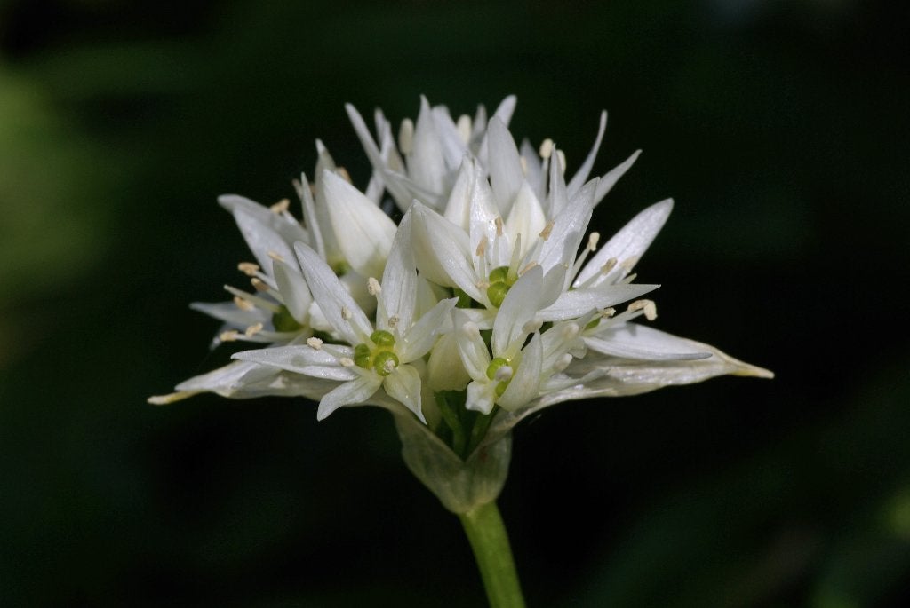Zaden daslook (Allium ursinum) – inheems, Ophalen of Verzenden, Najaar, Volle zon, Zaad