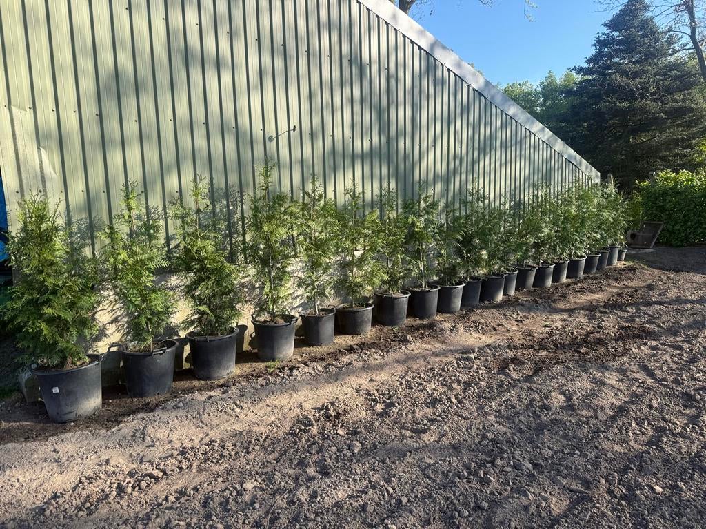 Thuja Plicata 'Gelderland' - in pot, Volle zon, Vaste plant, Bloeit niet, Ophalen