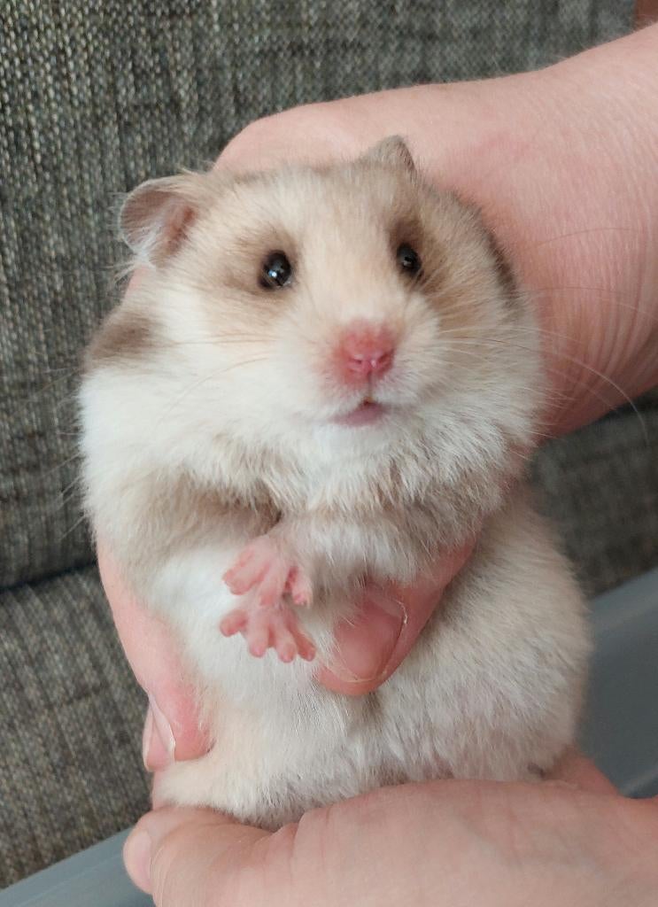 Lieve en rustige Syrische/goudhamster-vrouwtje (jong), Dieren en Toebehoren, Hamster, Februari, Vrouwelijk, Tam