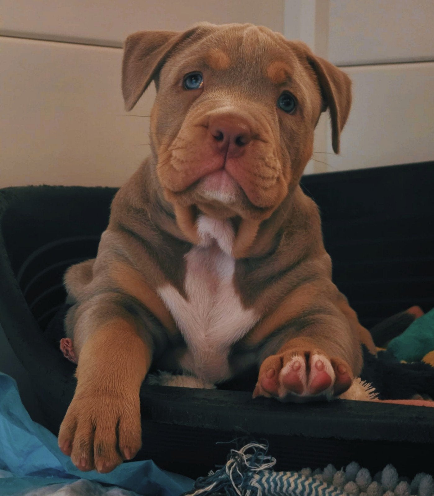 American Bully teefje *ABKC, 8 tot 15 weken, Teef, Eén hond, Nederland