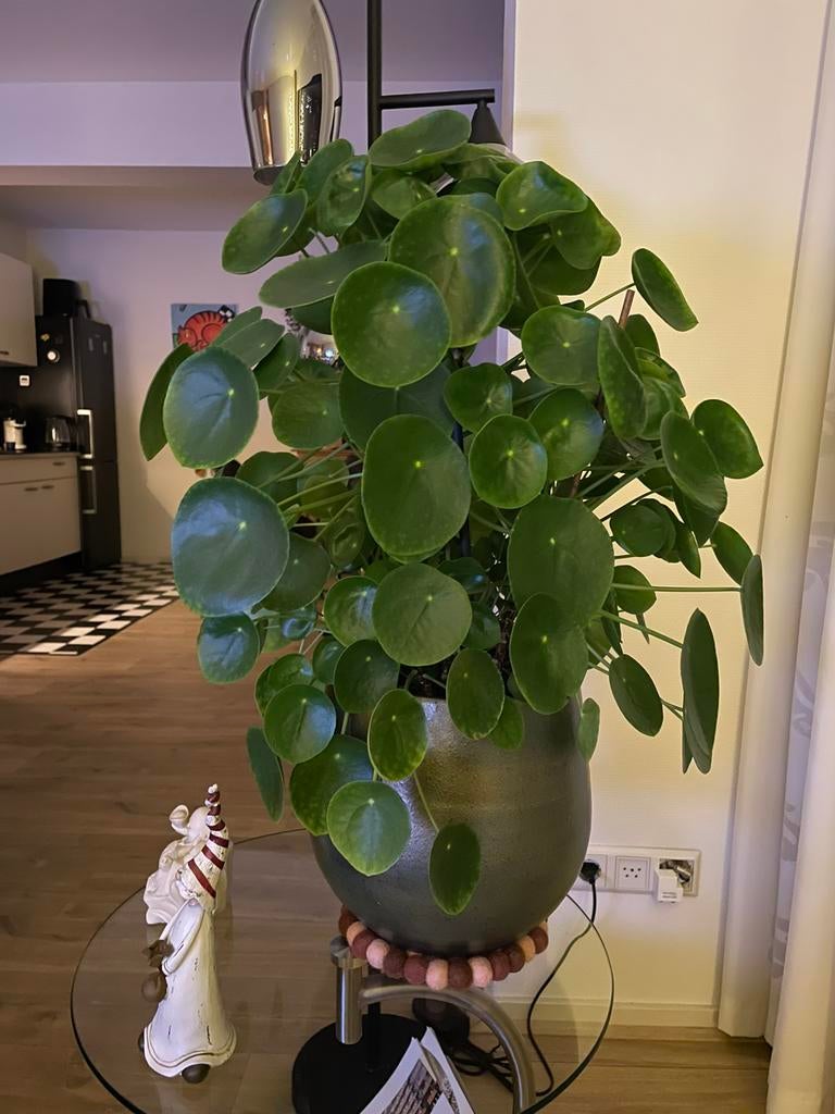 Pannekoekenplantjes - pilea peperomioides, Huis en Inrichting, Kamerplanten, Ophalen, Halfschaduw, Minder dan 100 cm