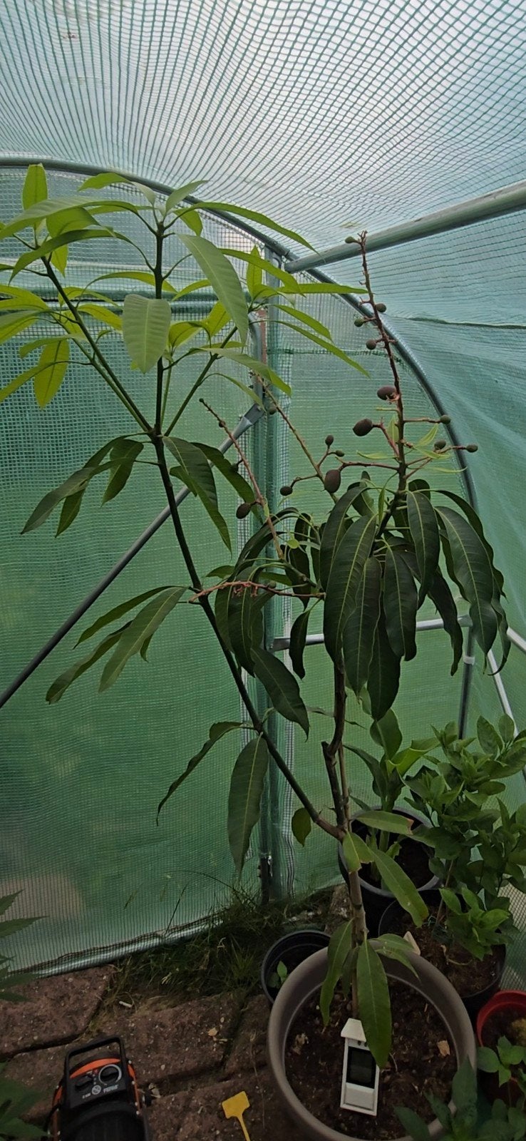 Unieke Kent Mango. Alleen voor liefhebbers! Zie beschrijving, Tuin en Terras, Planten | Bomen, Ophalen, Volle zon, Overige soorten