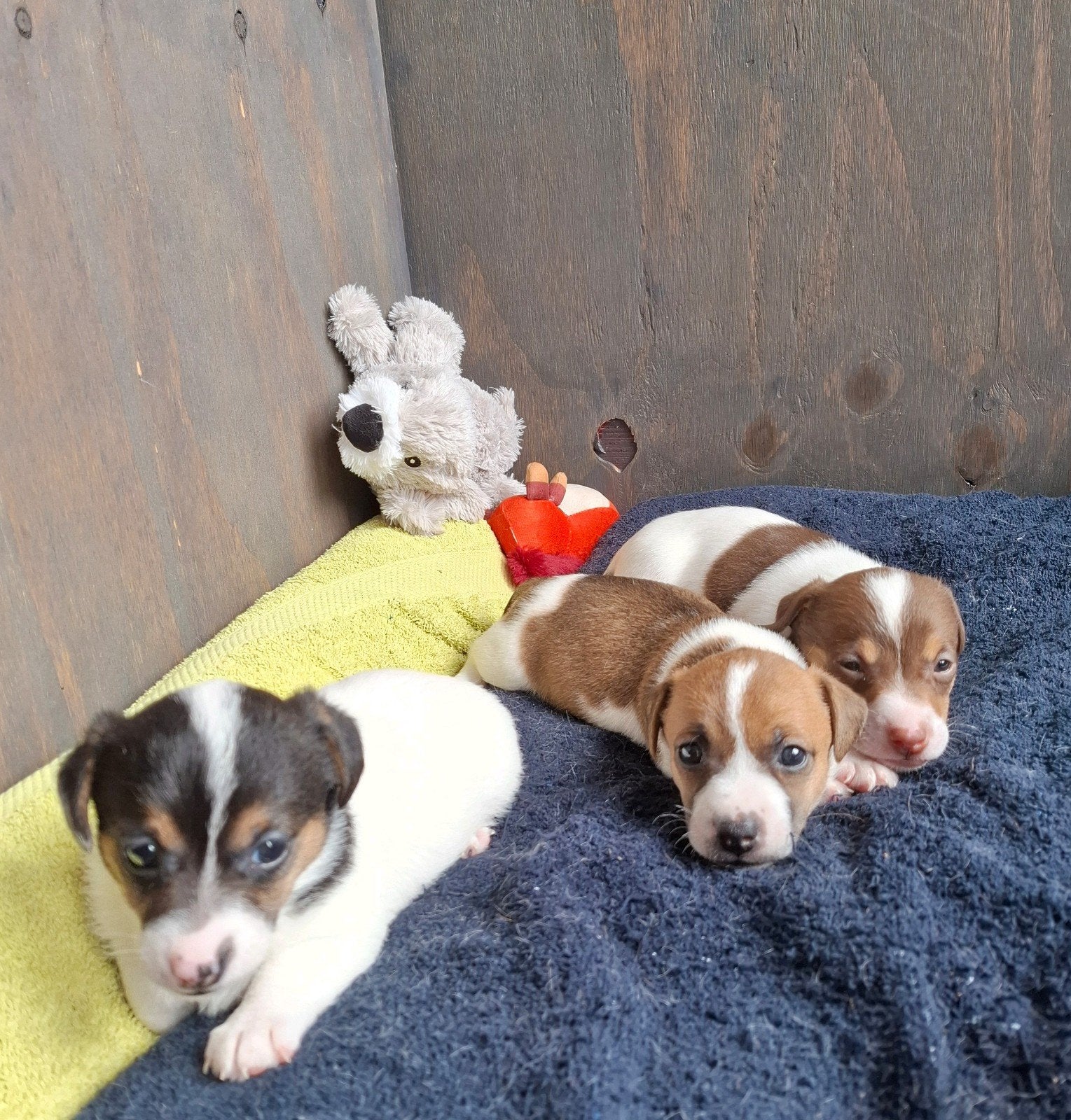 Mooie kortbenige Jack Russel puppies, Jack Russell Terriër, Reu, Meerdere, Nederland