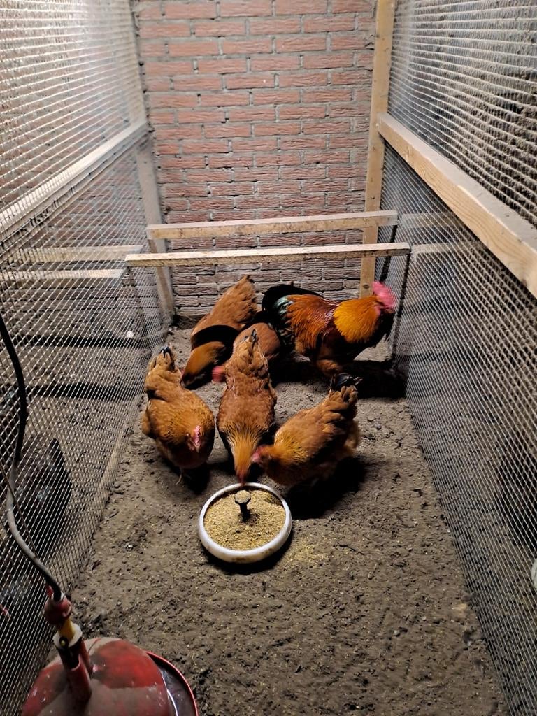 New hampshire groot kippen, Dieren en Toebehoren, Pluimvee, Meerdere dieren, Kip