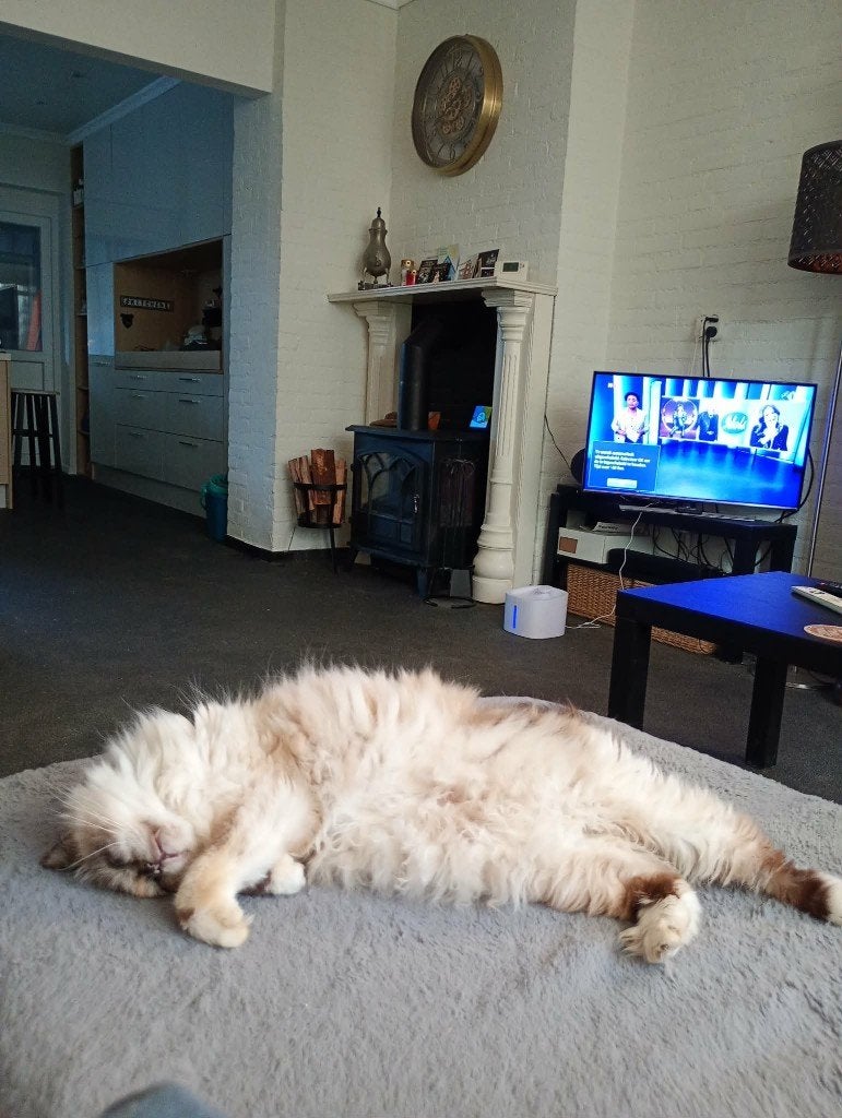 Lieve poes moet helaas weg (spoedig nieuw baasje gezocht!), Dieren en Toebehoren, Katten en Kittens | Raskatten | Langhaar, Poes