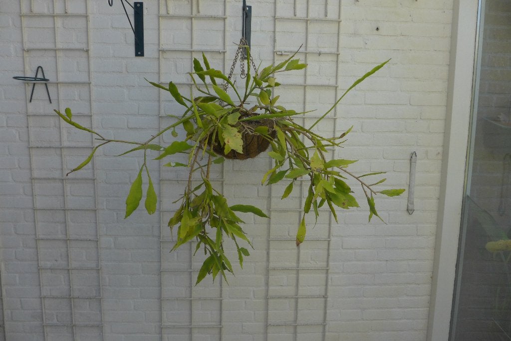 epiphyllum pumilum (bladcactus), Ophalen, Halfschaduw, Minder dan 100 cm, Bloeiende kamerplant
