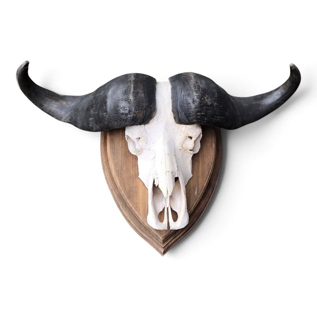 Schedel van een kafferbuffel XL, Verzamelen, Ophalen of Verzenden, Nieuw, Boerderijdier, Gewei of Kop