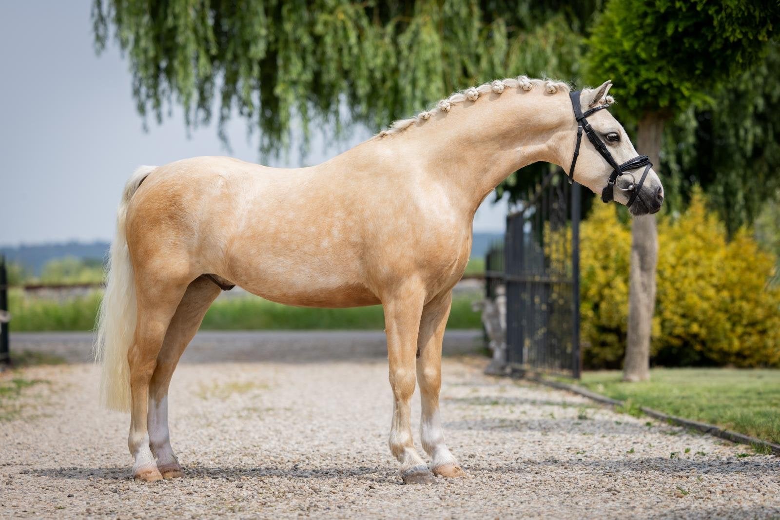 Prachtige 3 jarige Welsh pony B ruin, Ruin, 3 tot 6 jaar