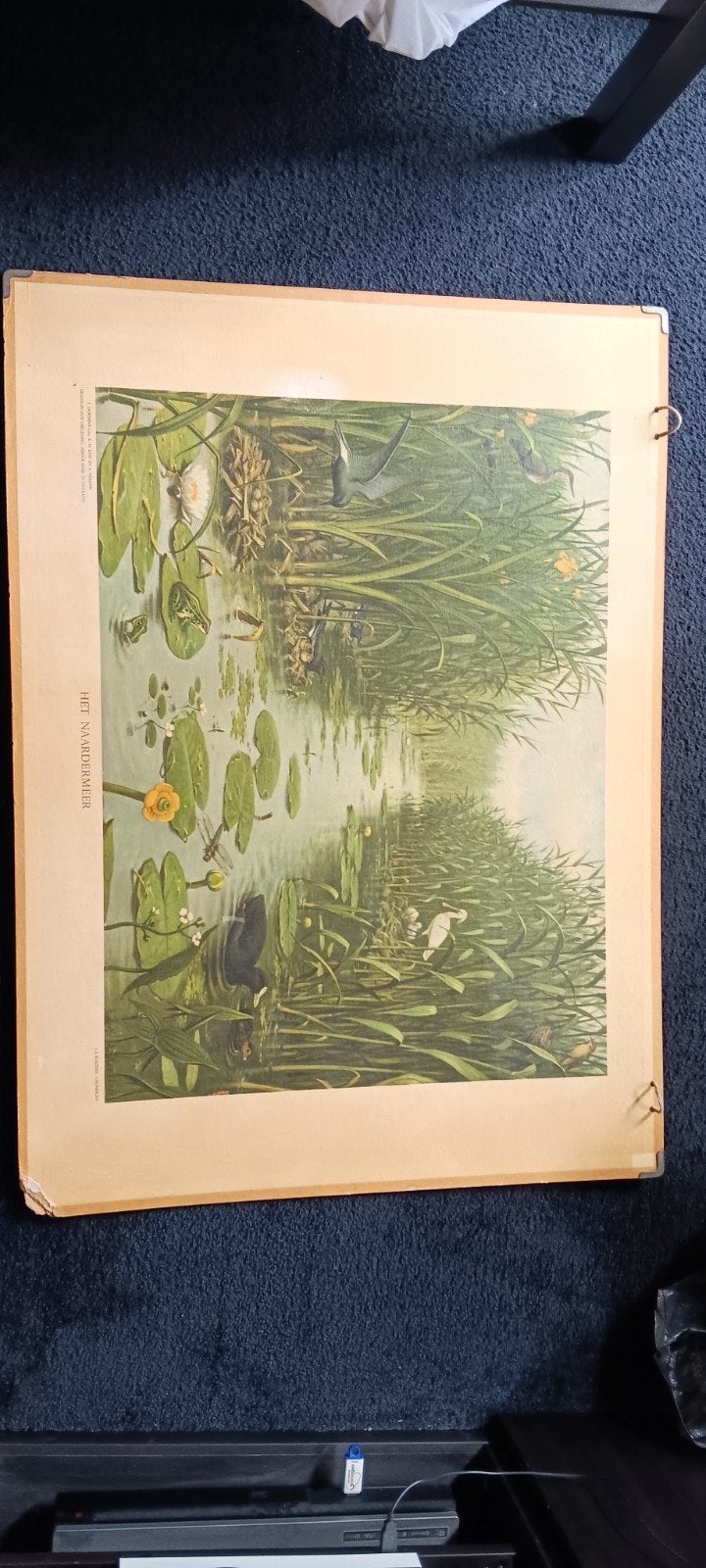 Schoolplaat Het Naardermeer - Dubbelzijdig, Ophalen, Natuur en Biologie